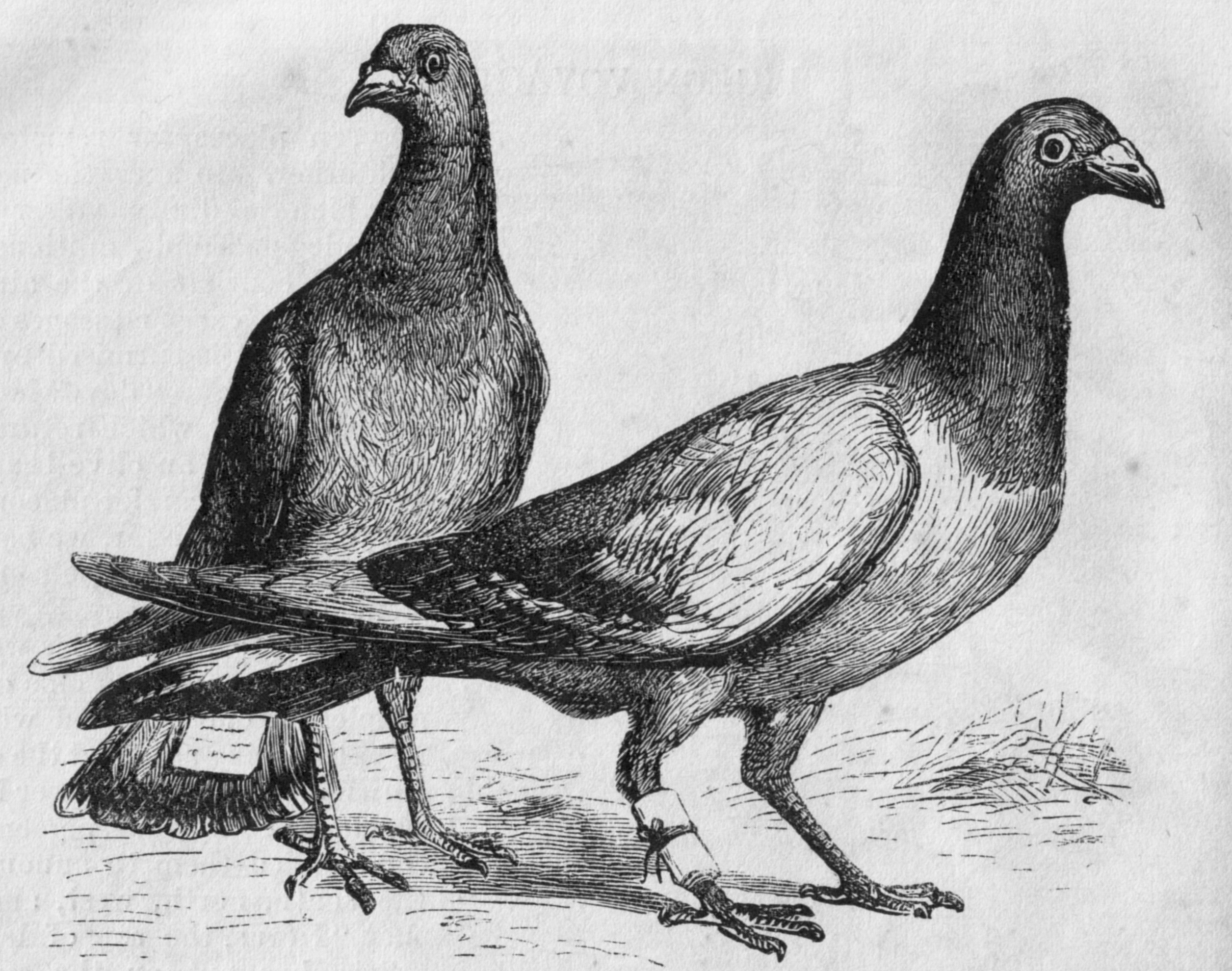 engraving of carrier pigeons