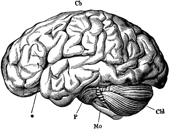 a drawing of a human brain, I'm not sure whose