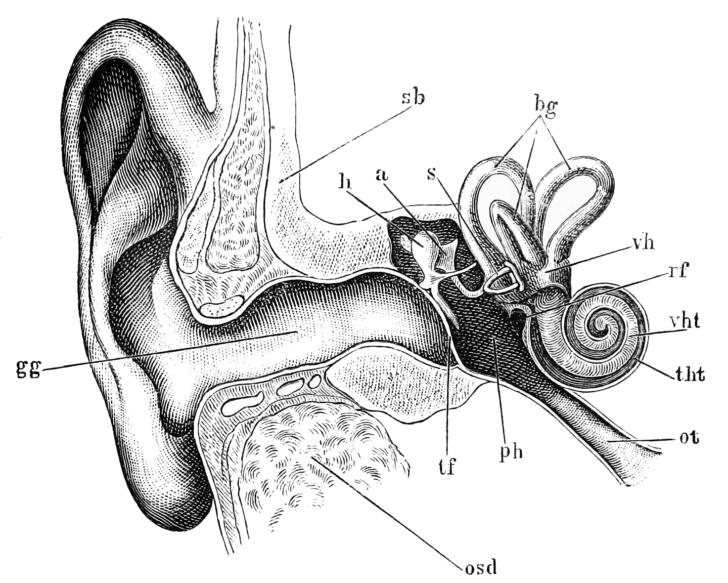 image of ear from wikipedia